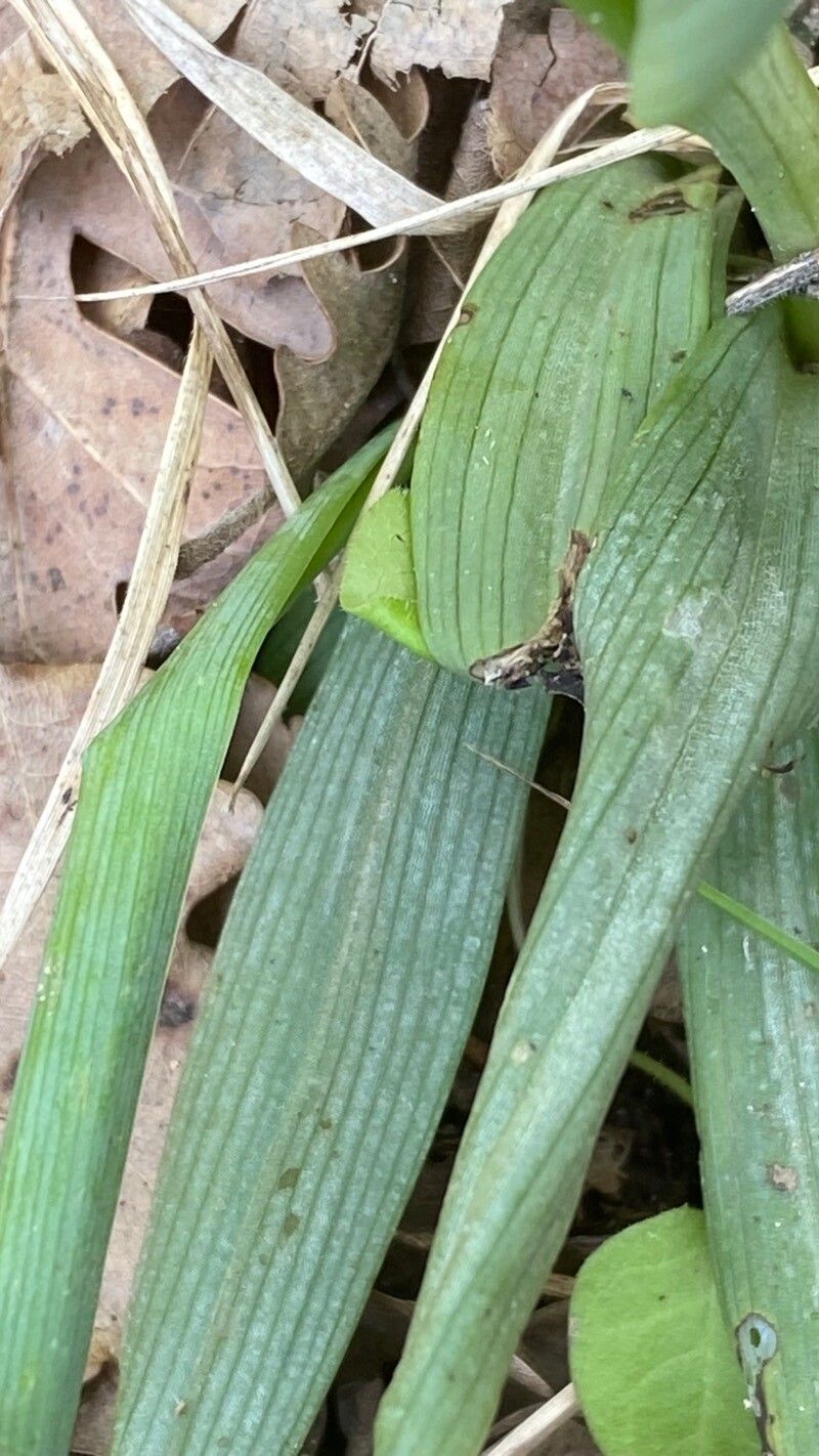 Ophrys holosericea leaf