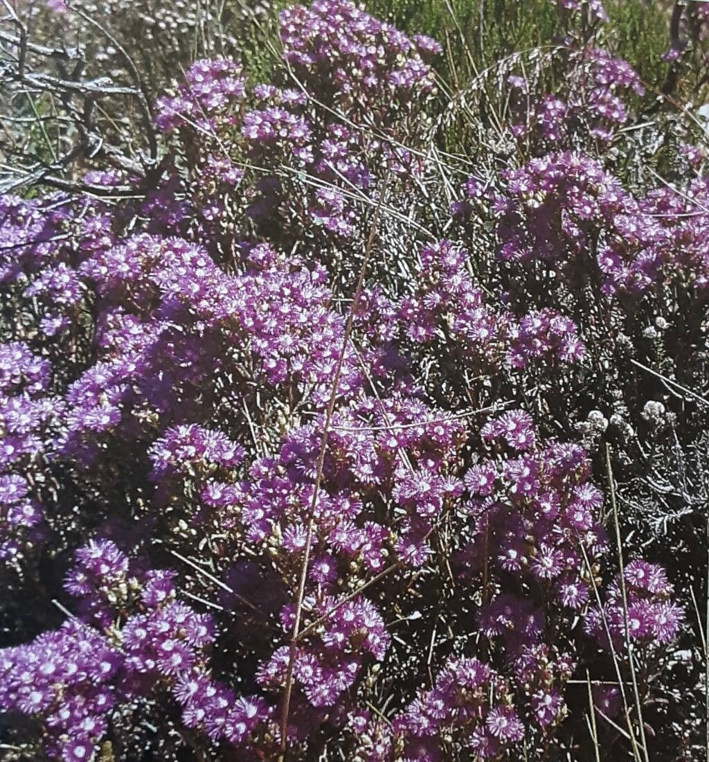 Erepsia aspera habit