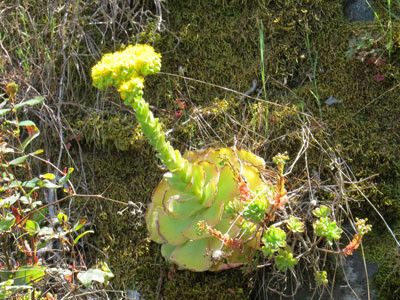 Greenovia aurea — search result for 'Aeonium'
