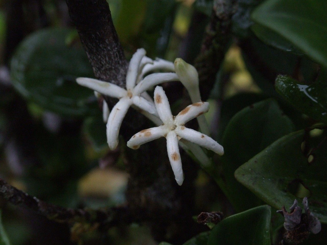 Psychotria gneissica flower