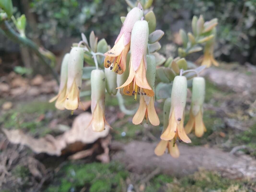 Kalanchoe marnieriana flower