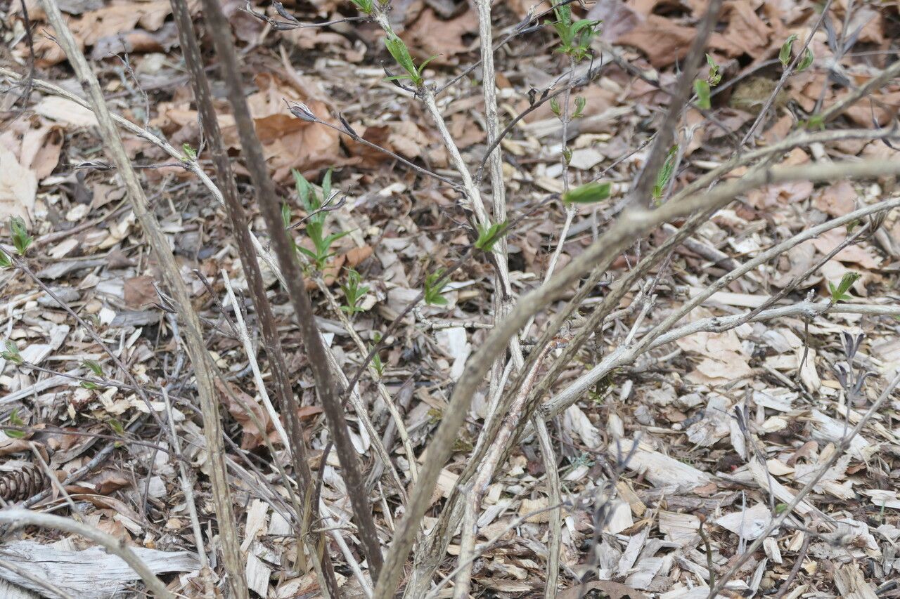 Weigela maximowiczii bark