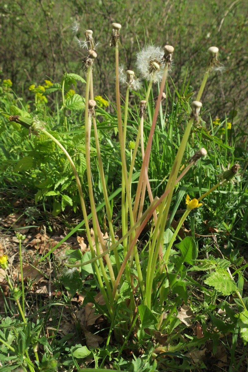 Taraxacum perincisum — houseplant care guide