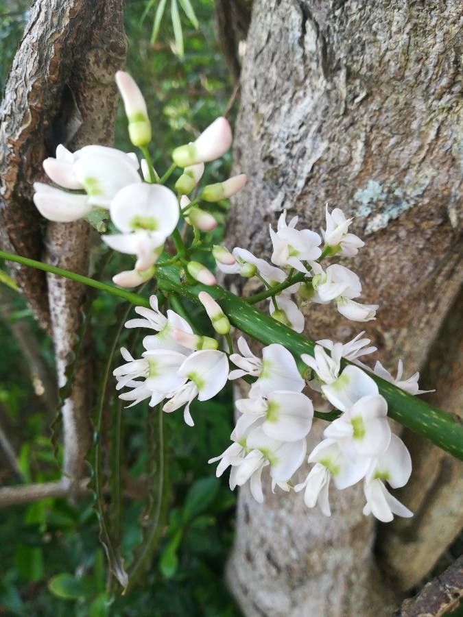 Derris trifoliata flower