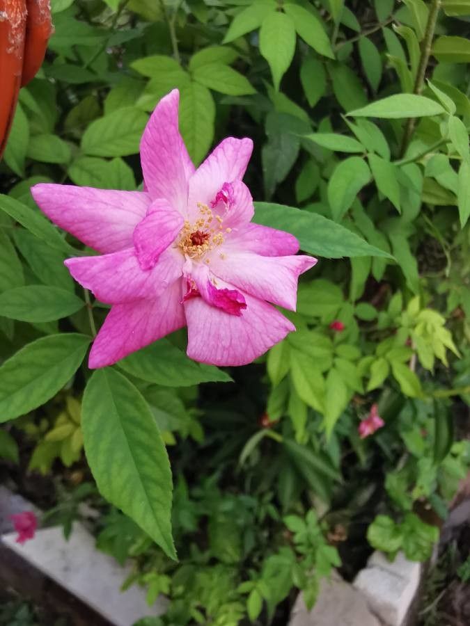 Rosa tomentosa flower