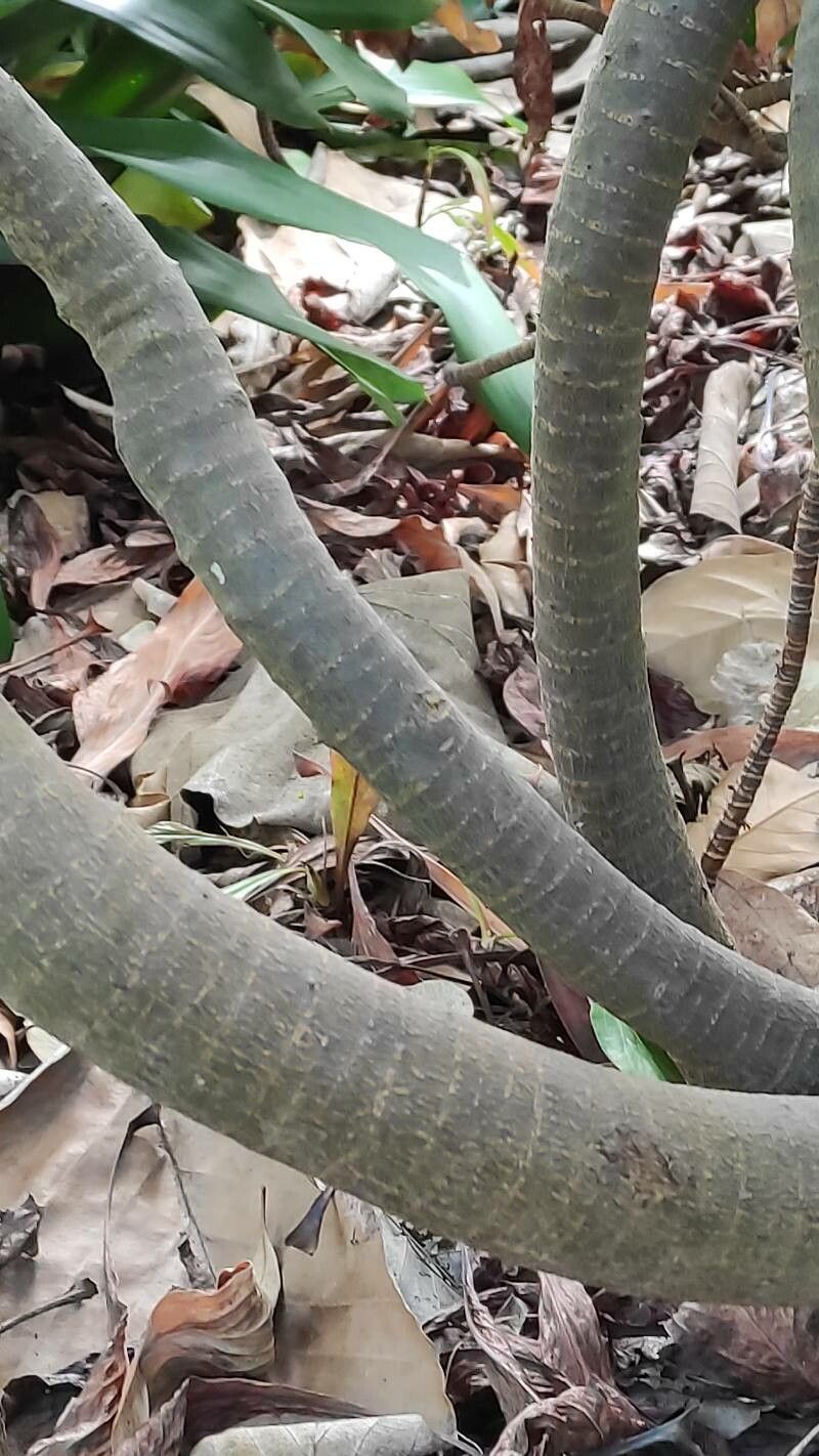 Limonium dendroides bark