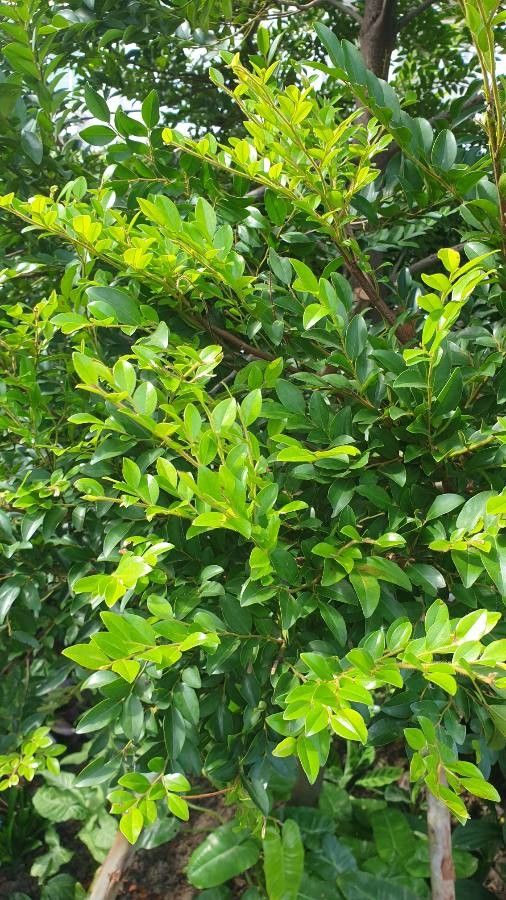 Diospyros buxifolia leaf