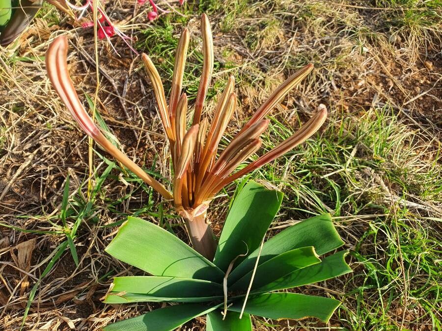 Ammocharis tinneana leaf