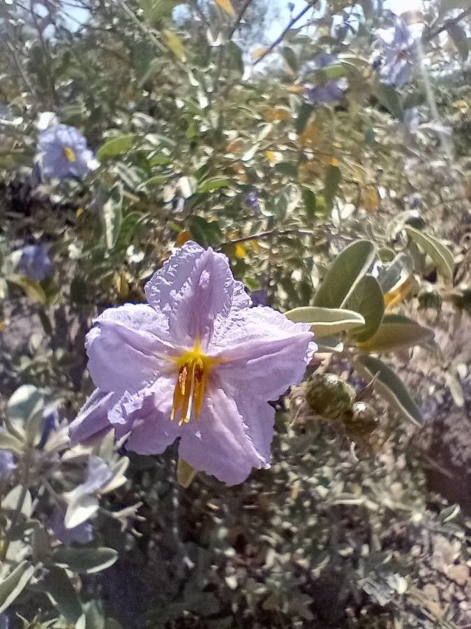 Solanum hindsianum flower