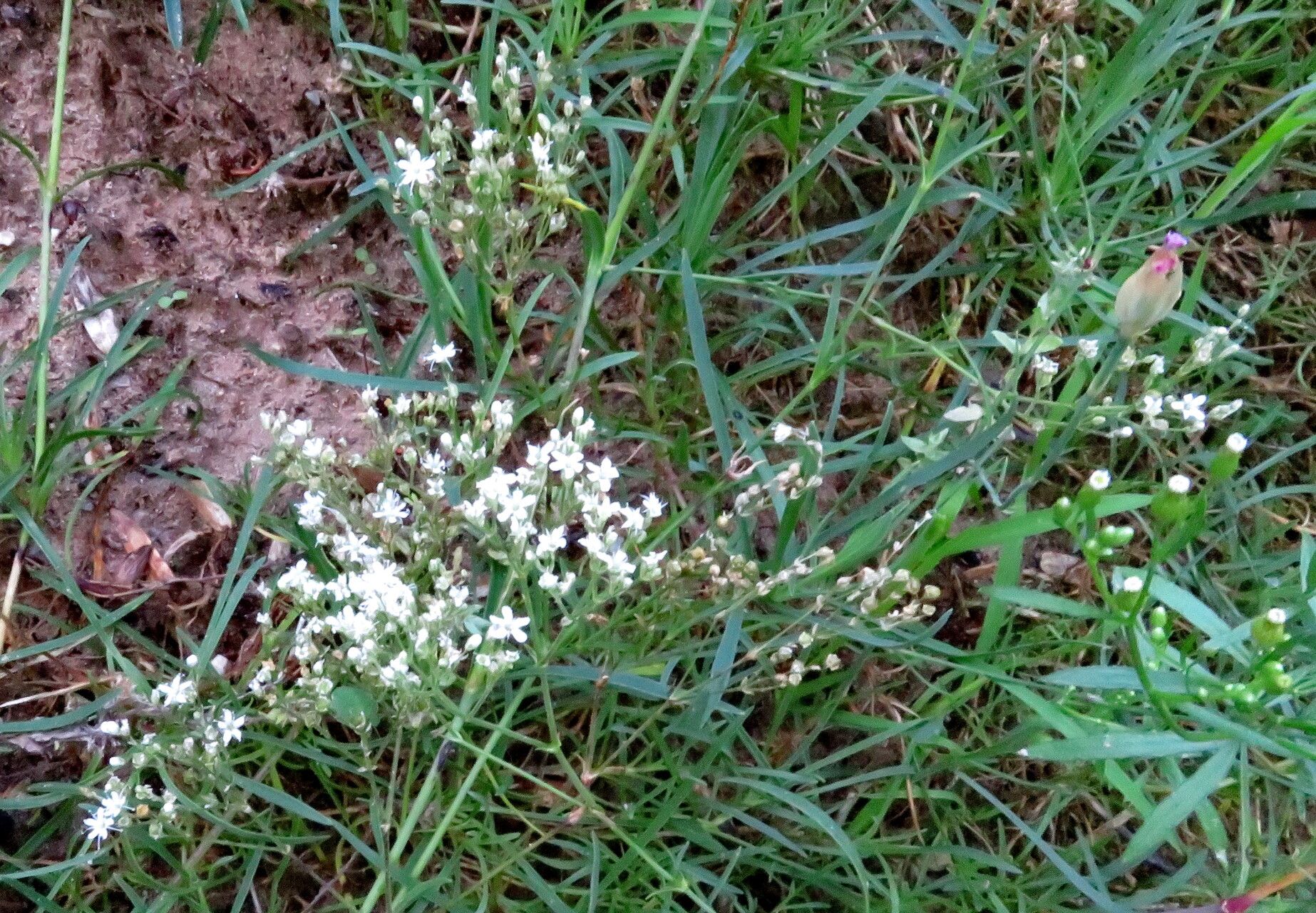 Gypsophila fastigiata flower
