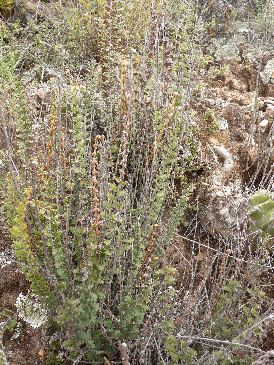 Astrolepis sinuata habit