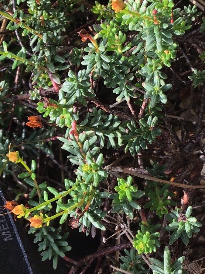 Hypericum empetrifolium — search result for 'Hypericum'