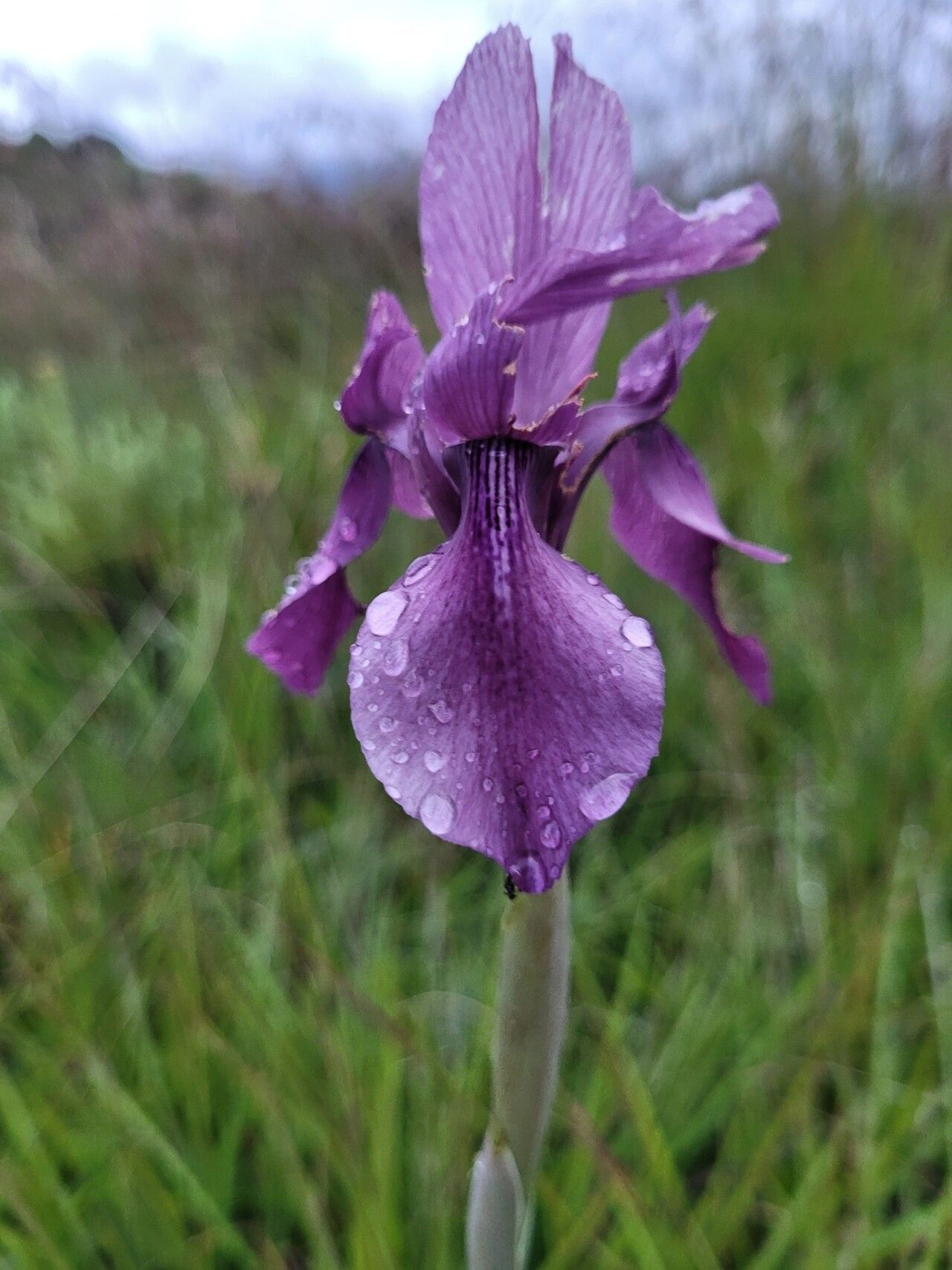 Moraea macrantha flower