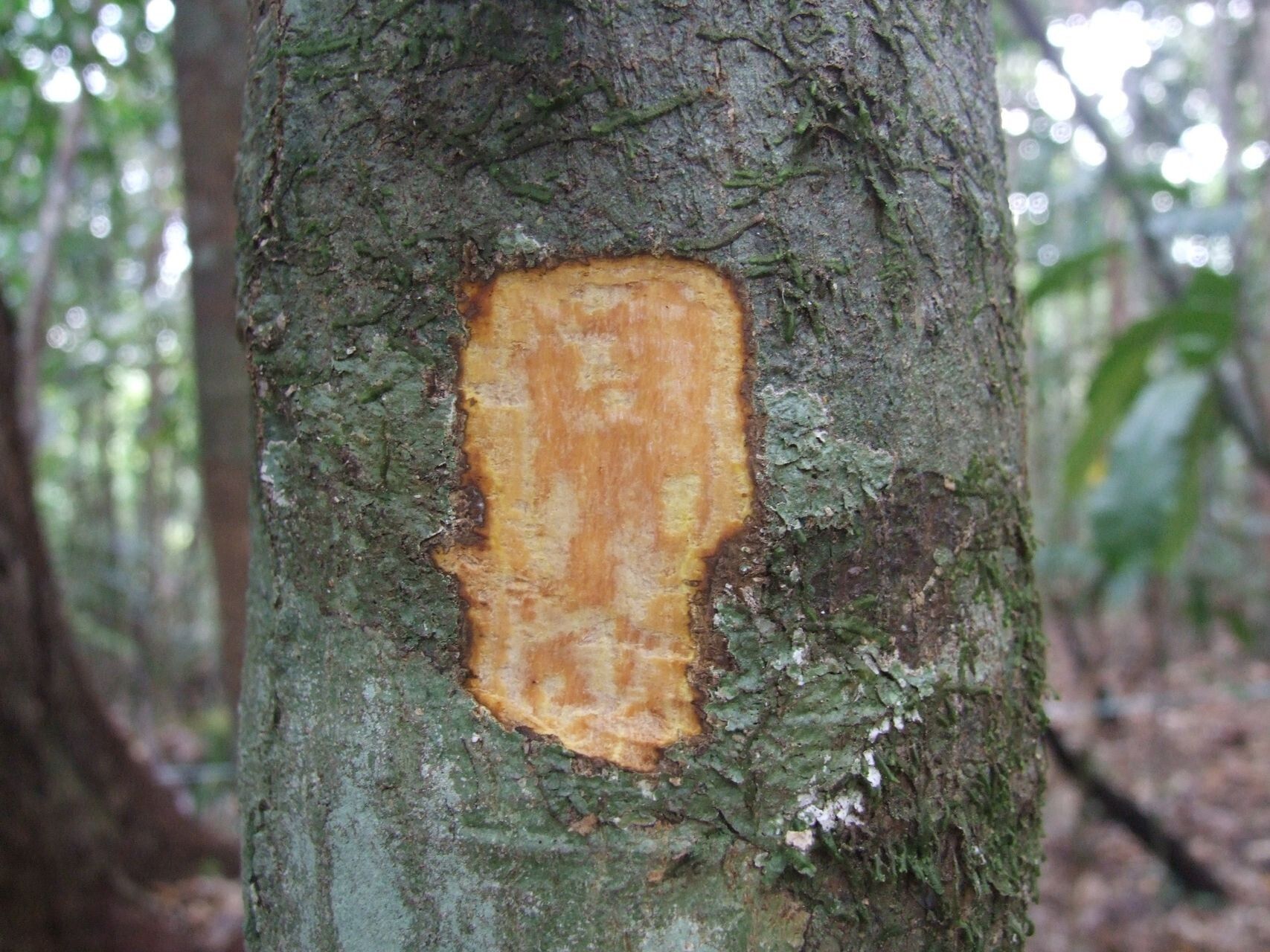 Alstonia sphaerocapitata — search result for 'Alstonia'