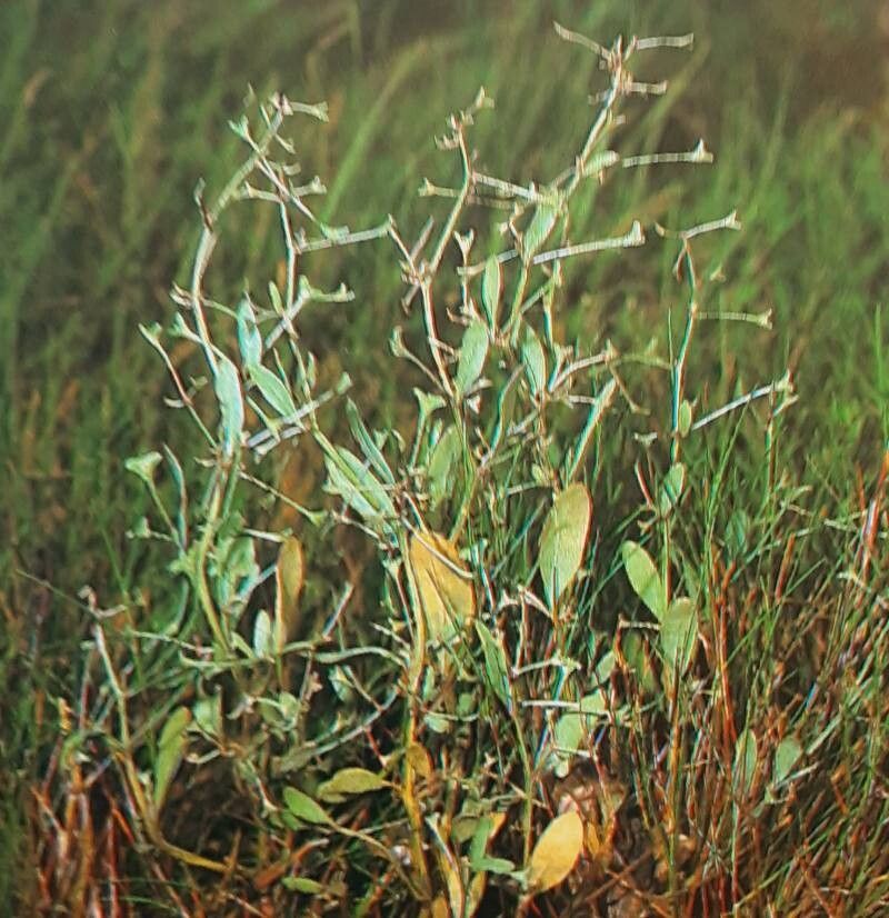 Atriplex pedunculata — houseplant care guide