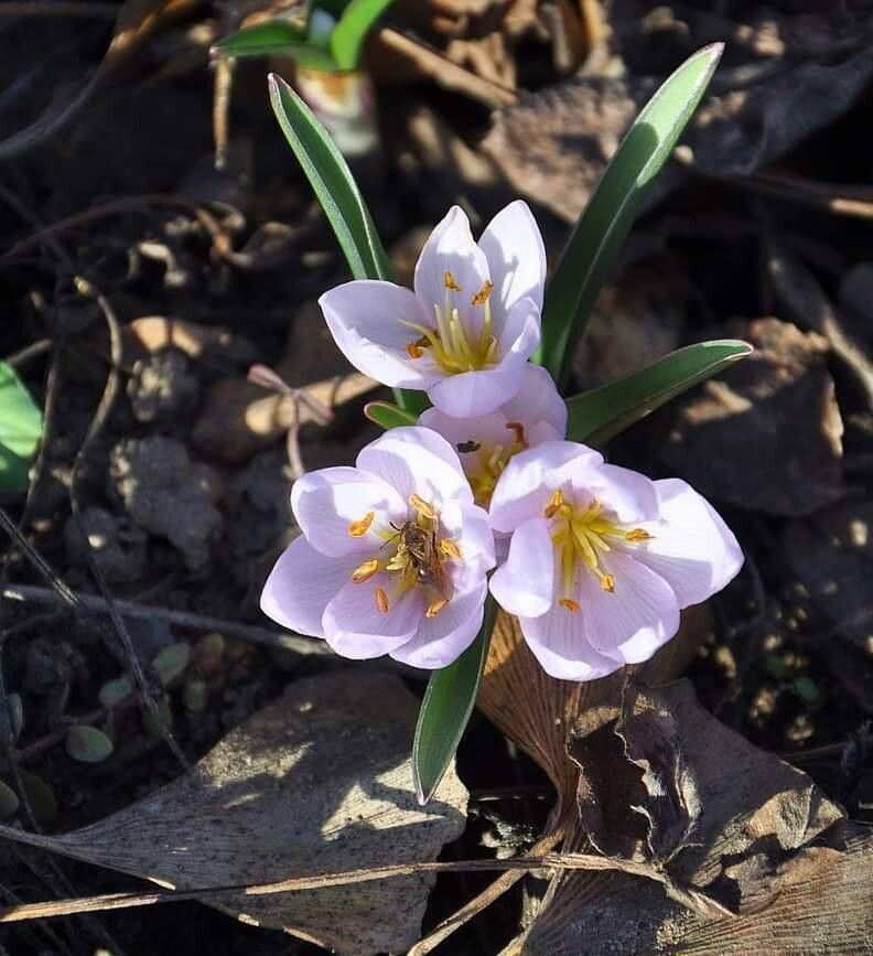 Colchicum triphyllum flower
