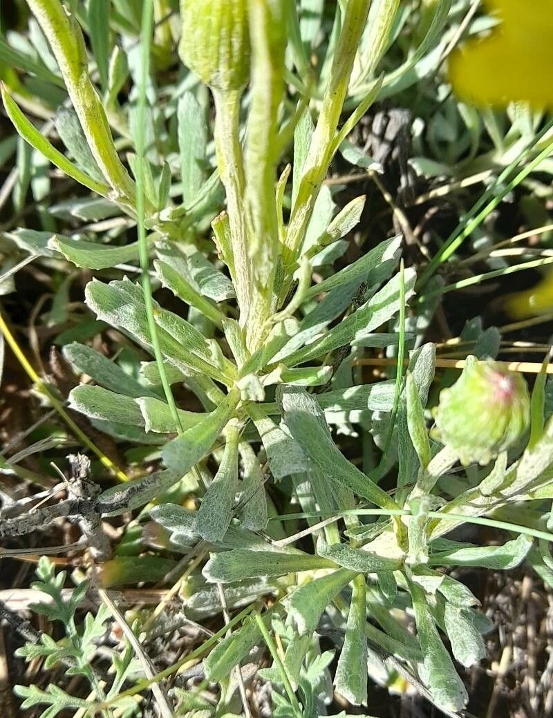 Senecio ceratophylloides — houseplant care guide