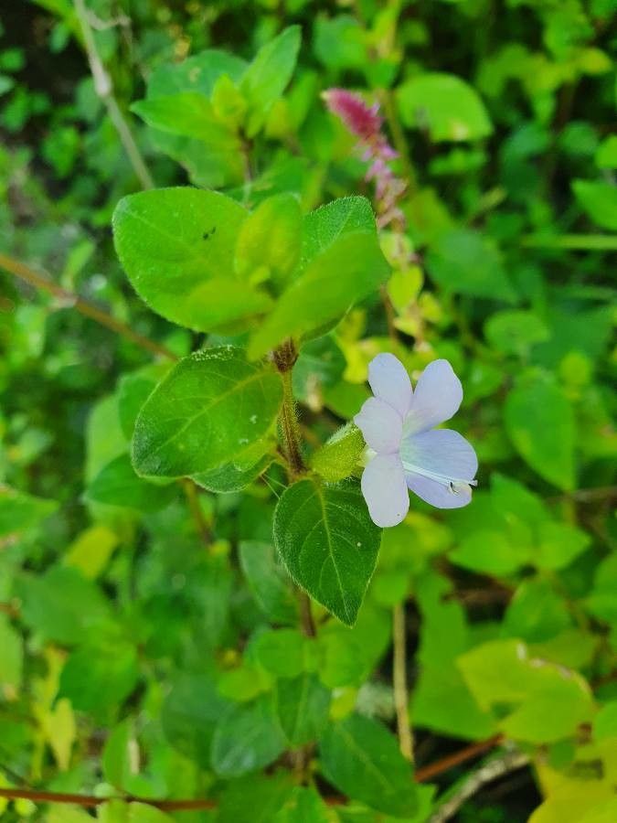 Barleria submollis flower