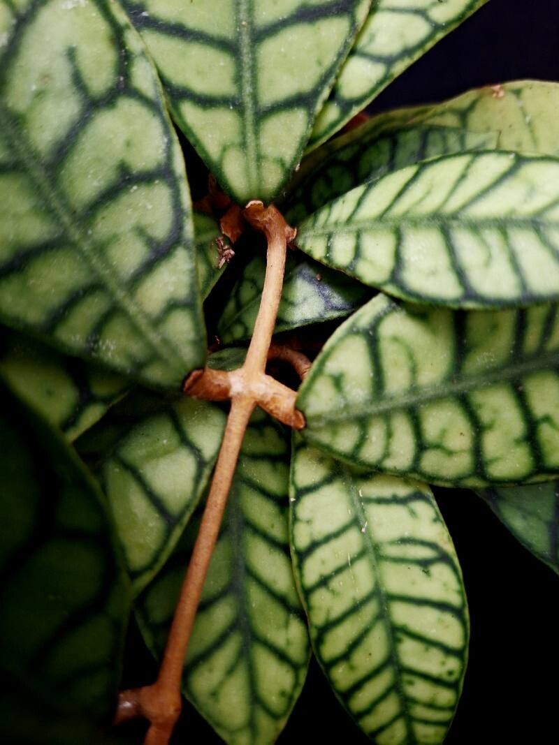 Hoya callistophylla bark