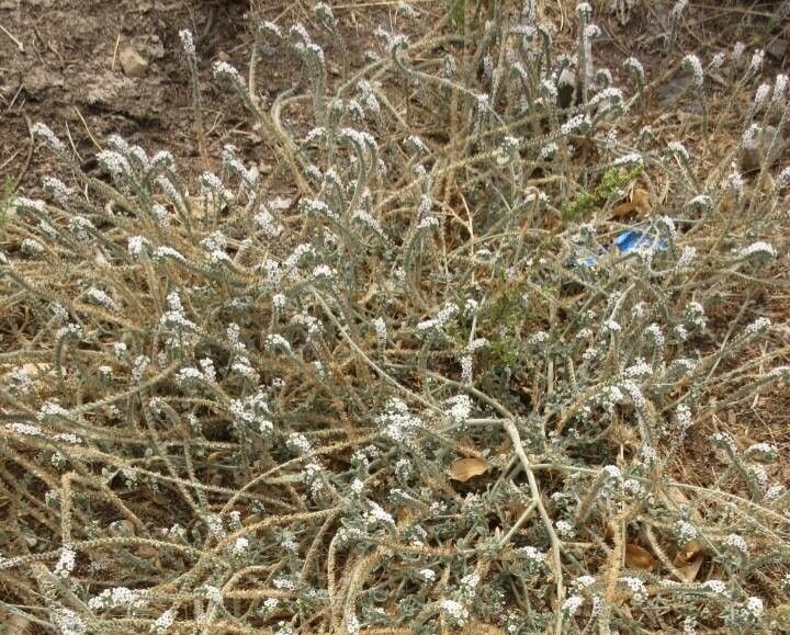 Heliotropium hirsutissimum habit