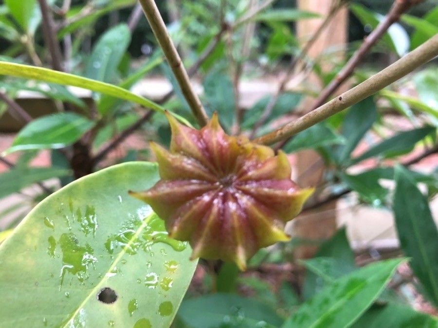 Illicium floridanum fruit