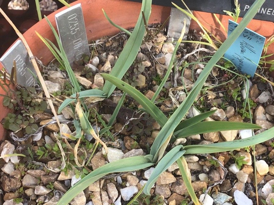 Allium pyrenaicum — search result for 'Allium'