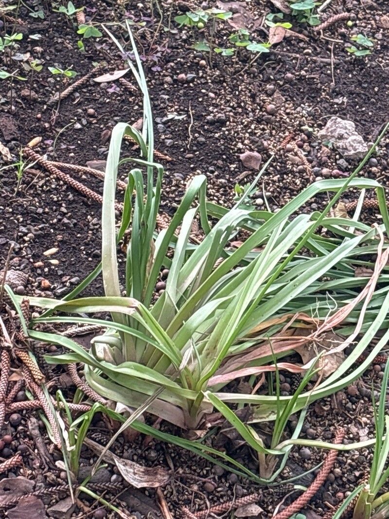 Kniphofia multiflora — houseplant care guide