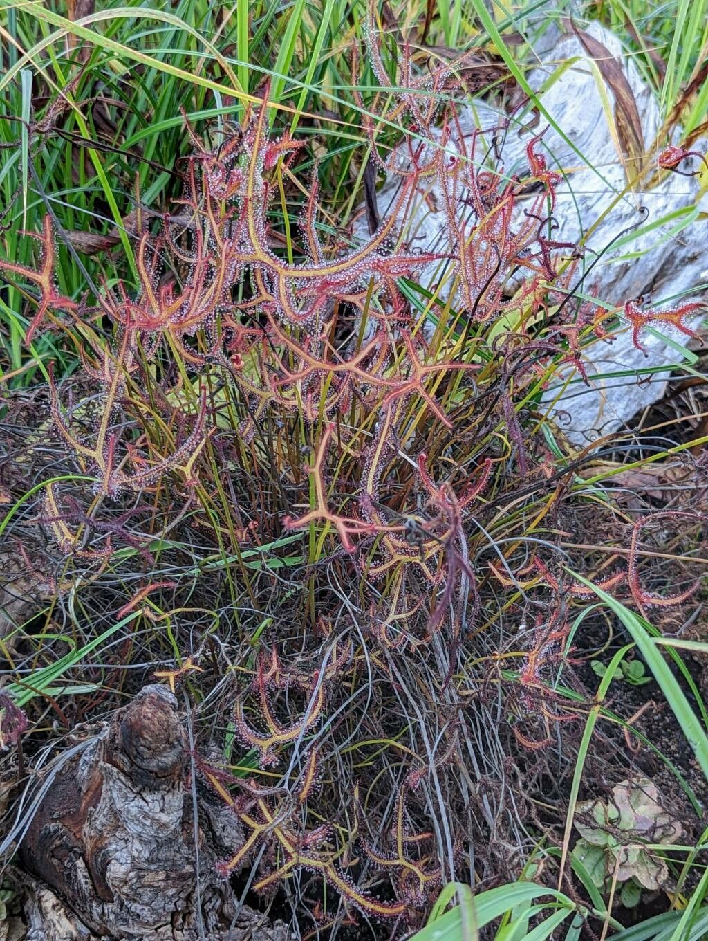 Drosera binata habit