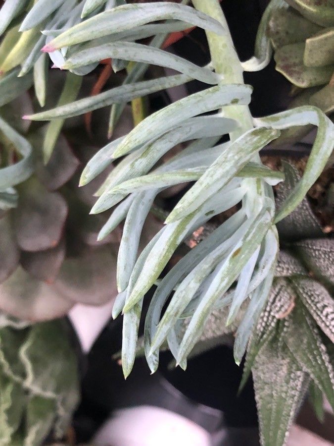 Senecio mandraliscae leaf