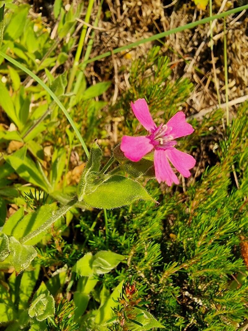 Silene acutifolia flower
