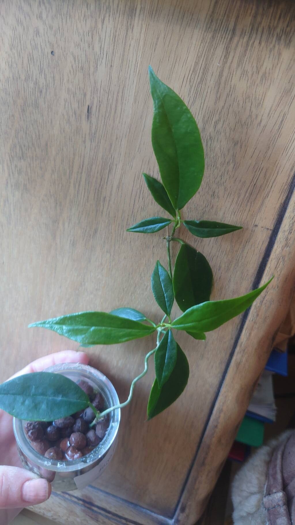 Hoya filiformis — search result for 'Hoya'