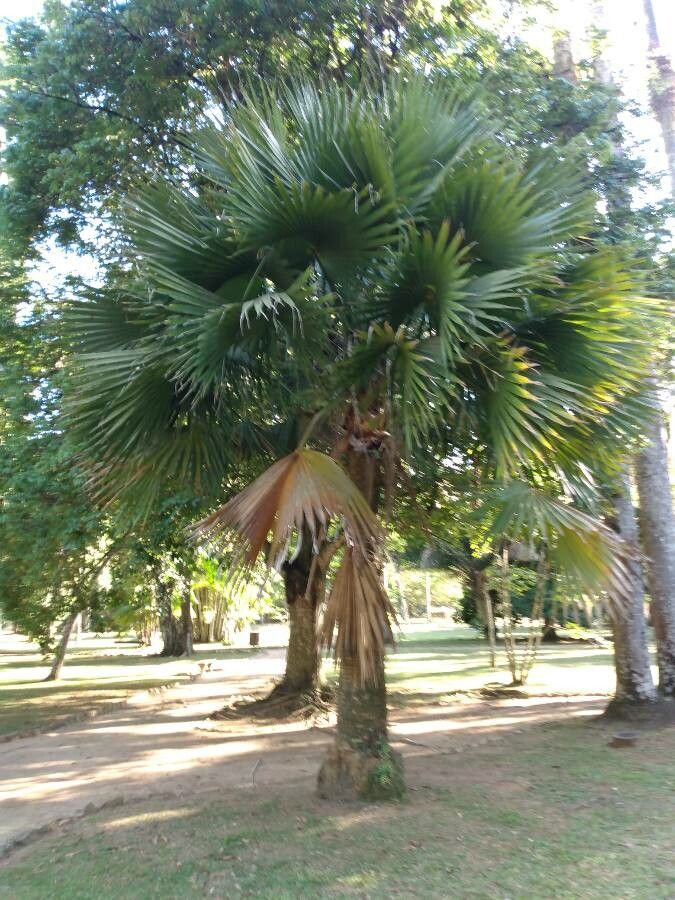 Sabal mexicana habit