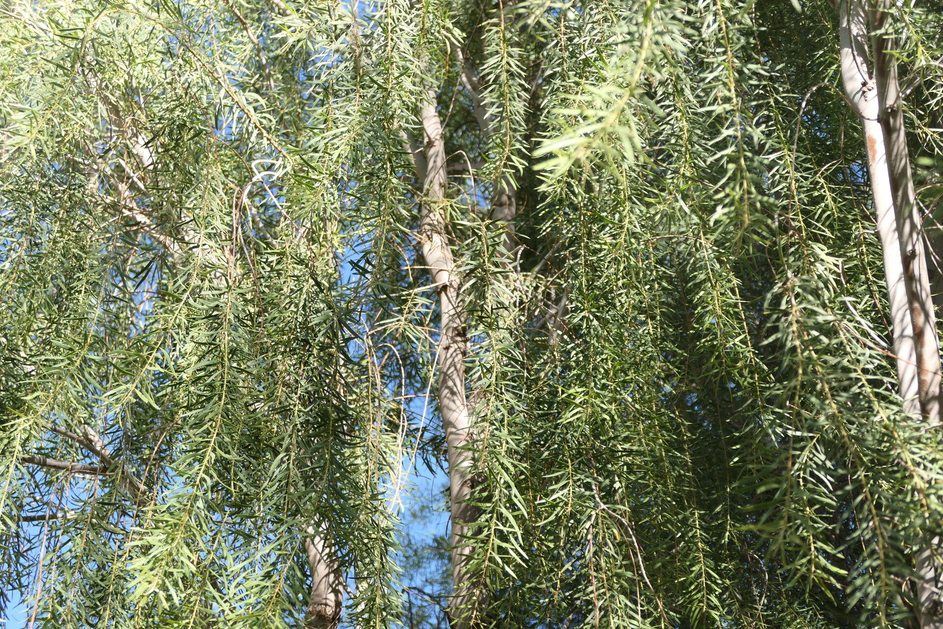 Euclea pseudebenus habit