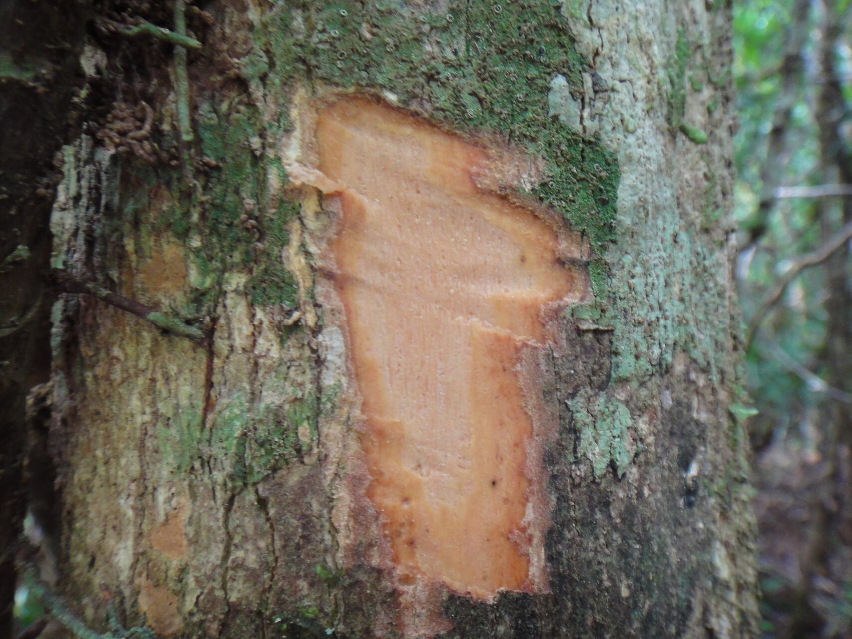 Hedycarya parvifolia bark