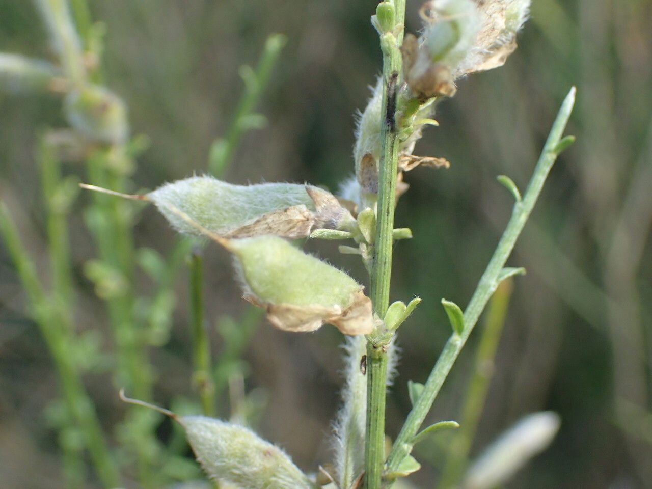 Genista cinerea fruit
