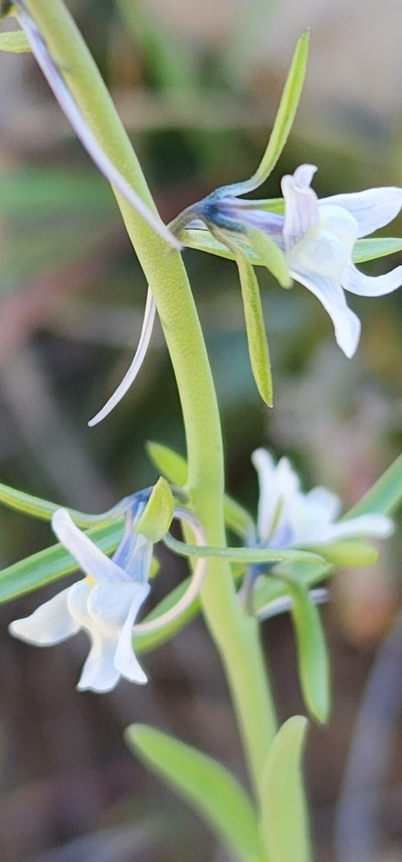 Linaria chalepensis bark