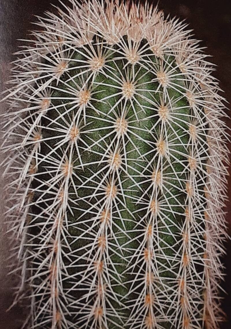 Echinocereus scopulorum habit