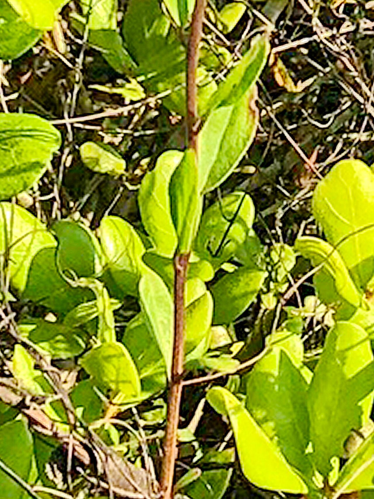 Palafoxia feayi — related species from the same genus