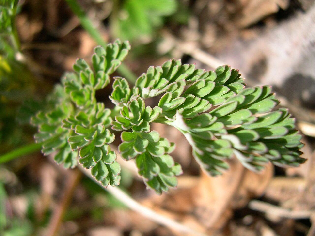 Corydalis sikkimensis — houseplant care guide