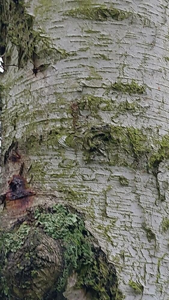 Betula delavayi — search result for 'Betula'