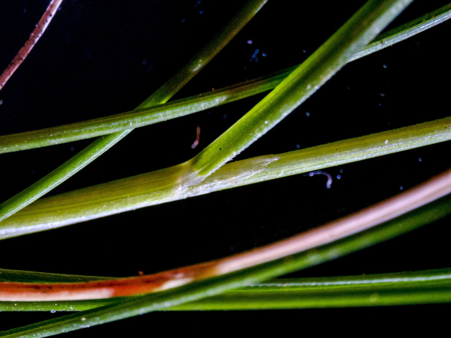 Agrostis schleicheri — houseplant care guide