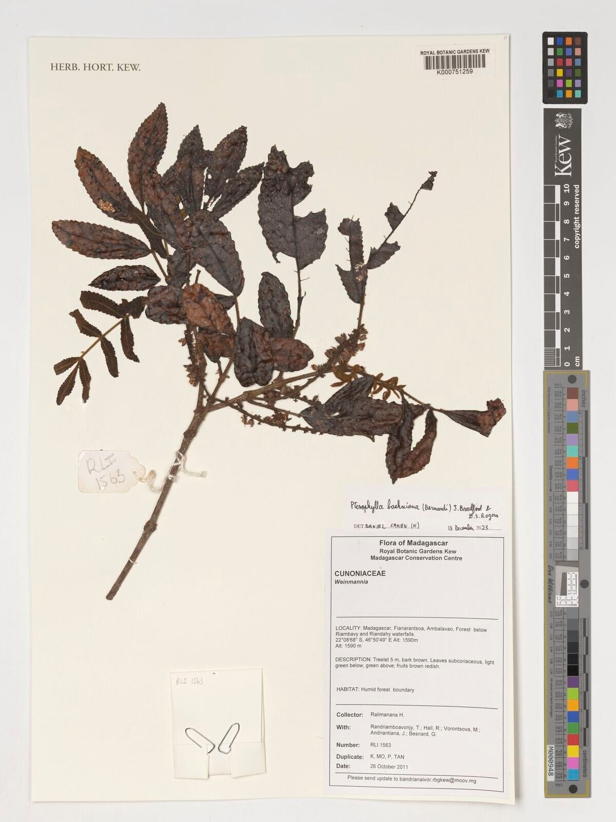 Pterophylla baehniana — related species from the same genus