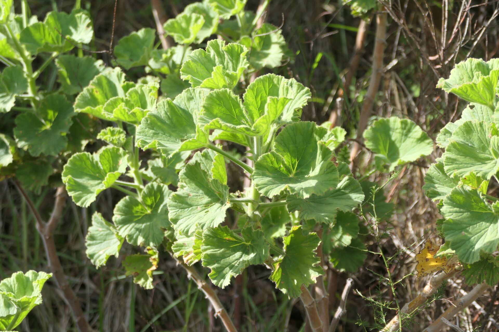 Pelargonium cucullatum leaf