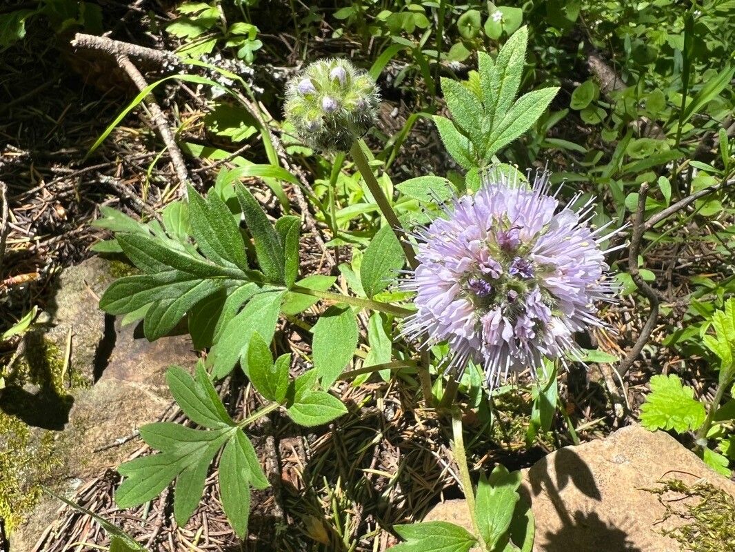 Hydrophyllum capitatum flower