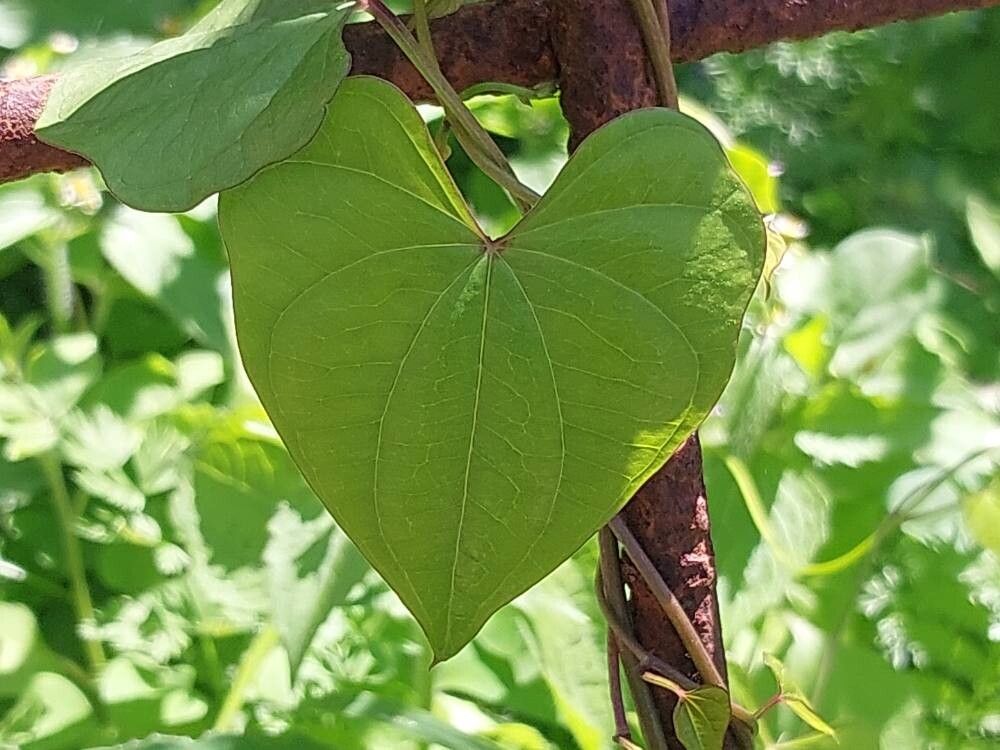 Dioscorea tokoro leaf
