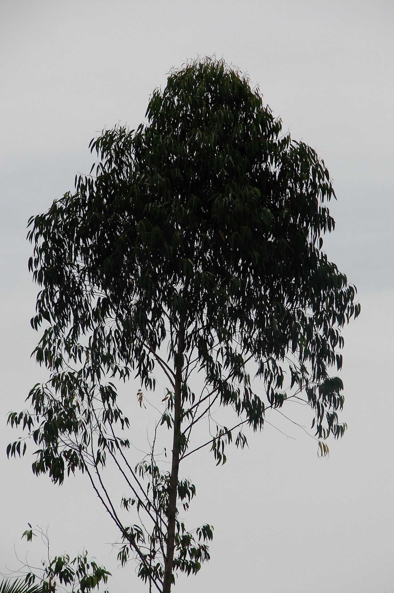 Eucalyptus pellita leaf