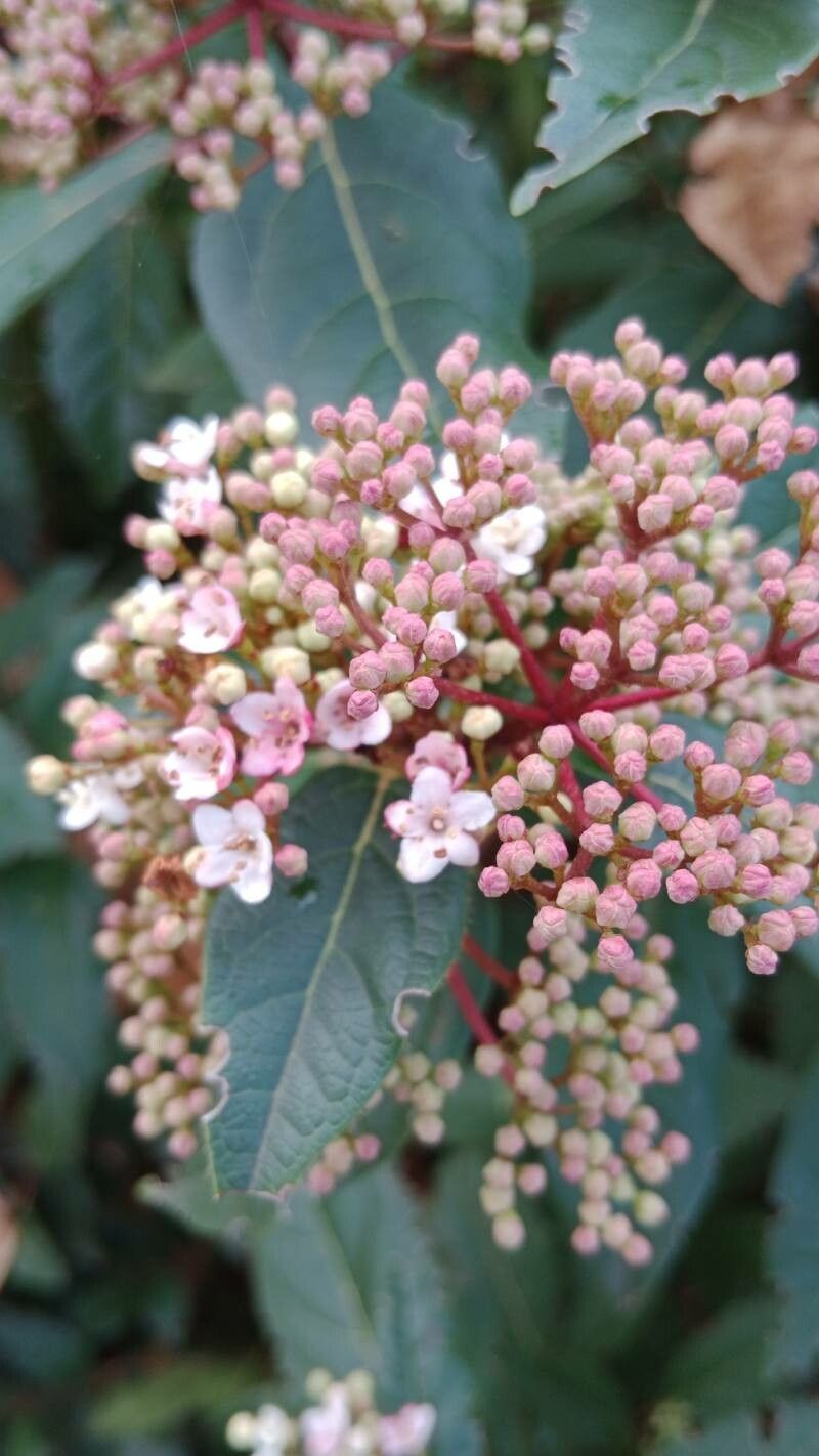 Viburnum rugosum flower