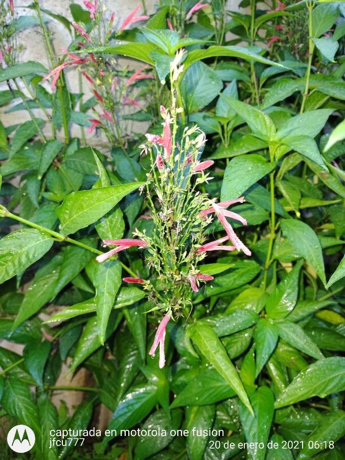 Justicia secunda leaf