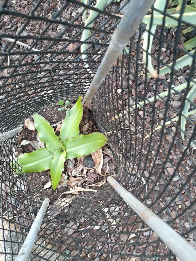 Eucomis humilis — related species from the same genus