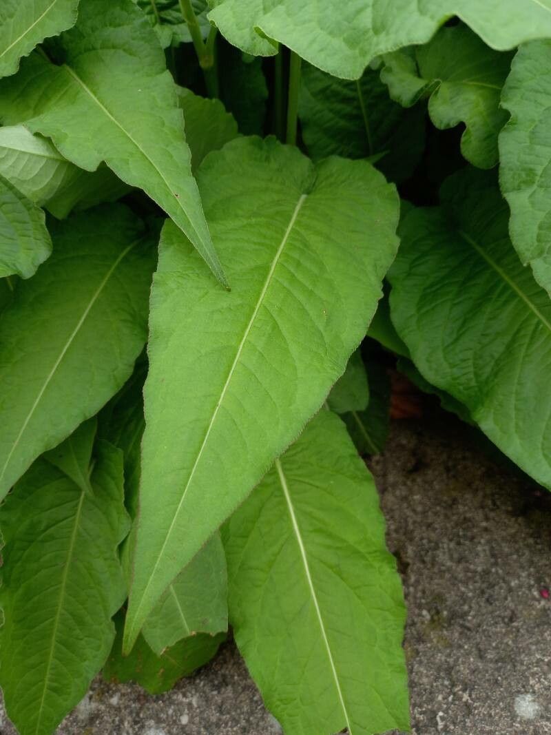 Bistorta amplexicaulis — search result for 'Pakistan'